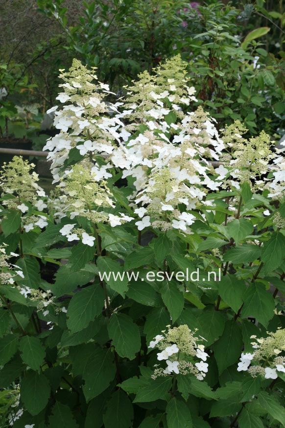 Hydrangea paniculata 'Last Post'