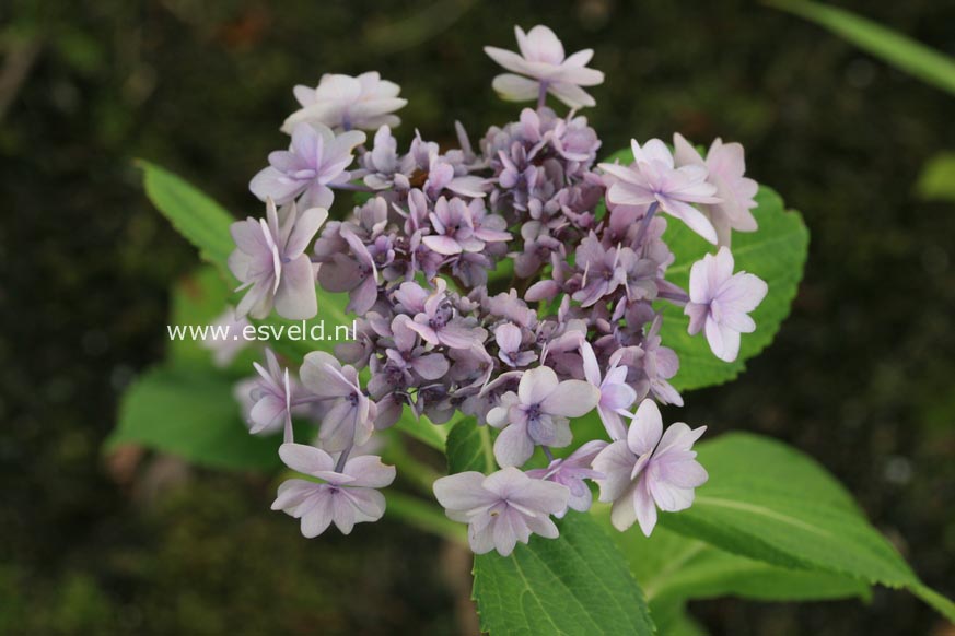 Hydrangea macrophylla 'Youmetwo' (ETERNITY)