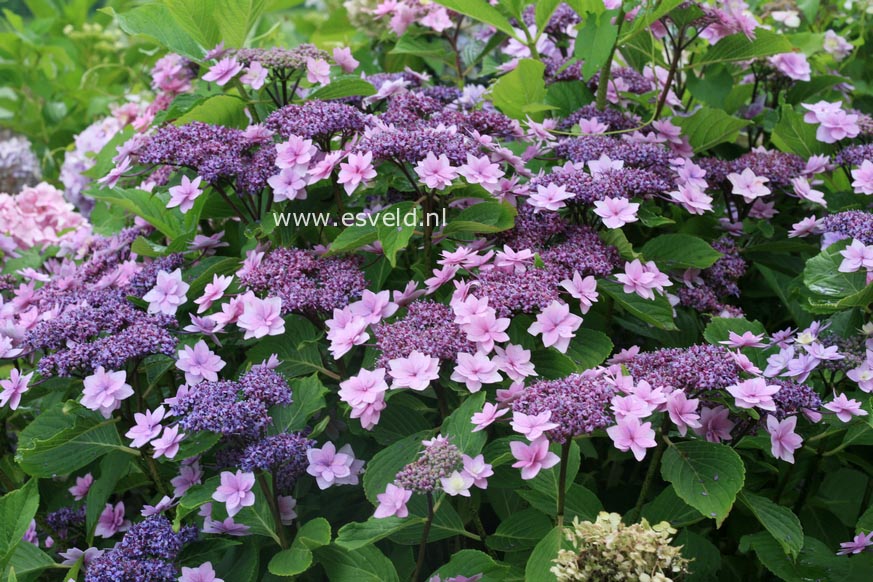 Hydrangea macrophylla 'Shamrock'