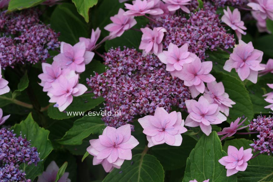 Hydrangea macrophylla 'Shamrock'