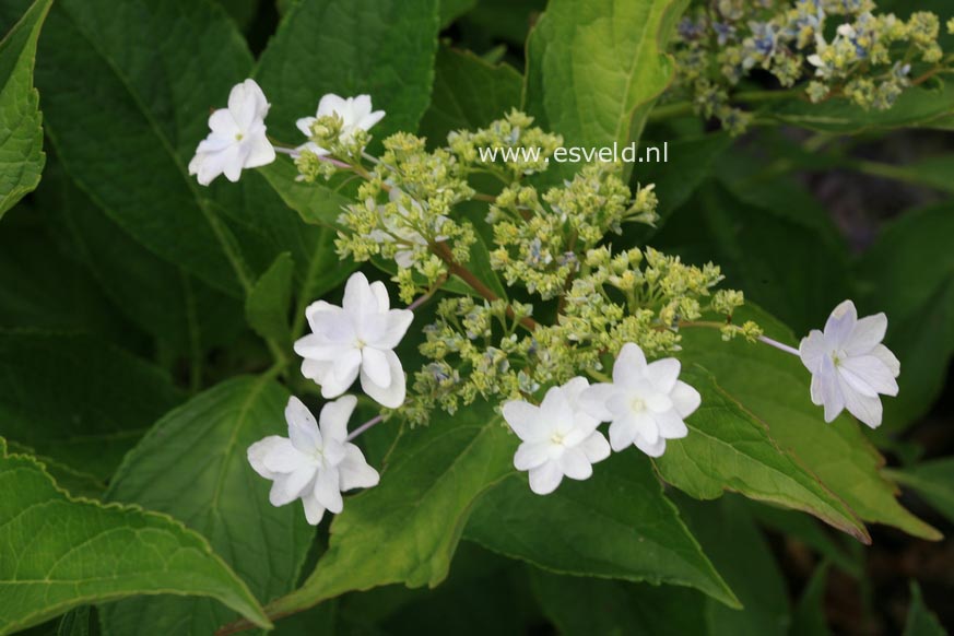 Hydrangea macrophylla 'Sumida-no-hanabi'