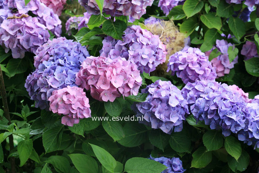 Hydrangea macrophylla 'Bela'