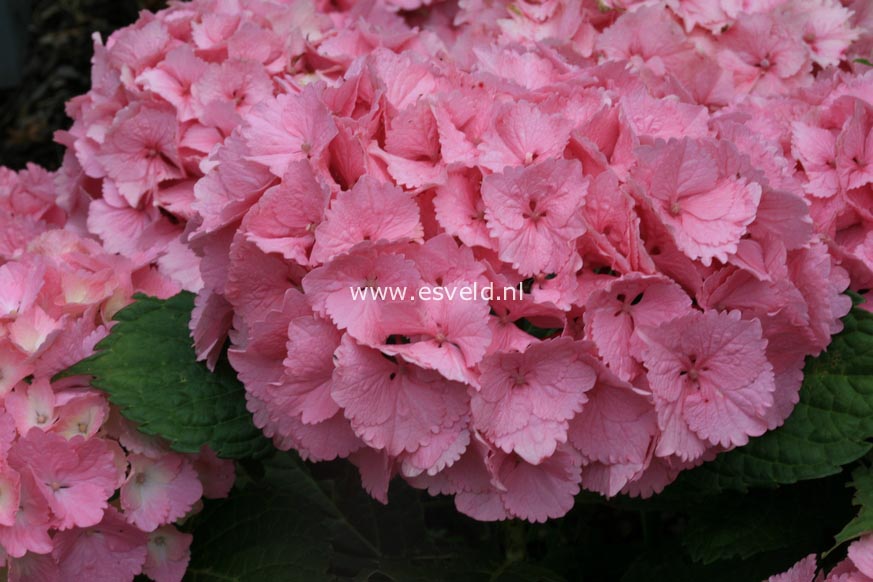 Hydrangea macrophylla 'Rambo' (MAGICAL TOPAZ)