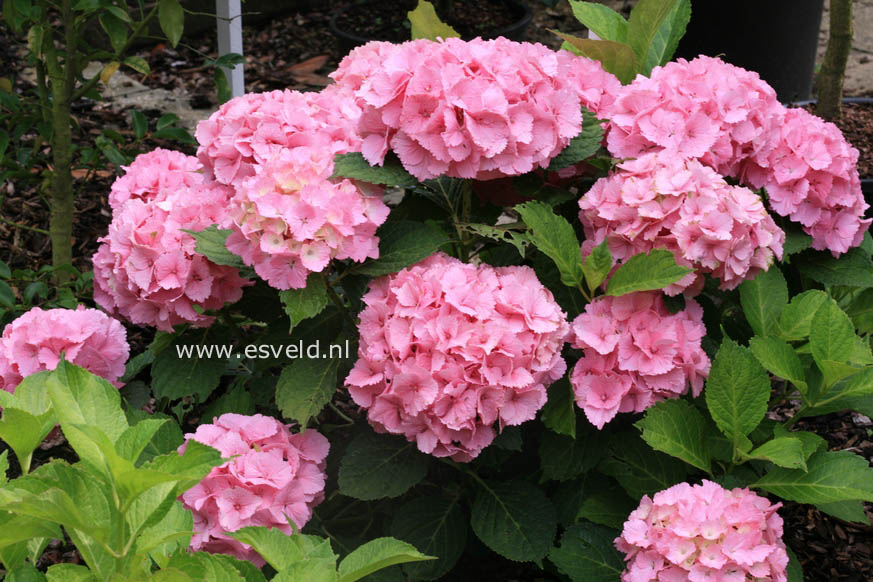 Hydrangea macrophylla 'Rambo' (MAGICAL TOPAZ)