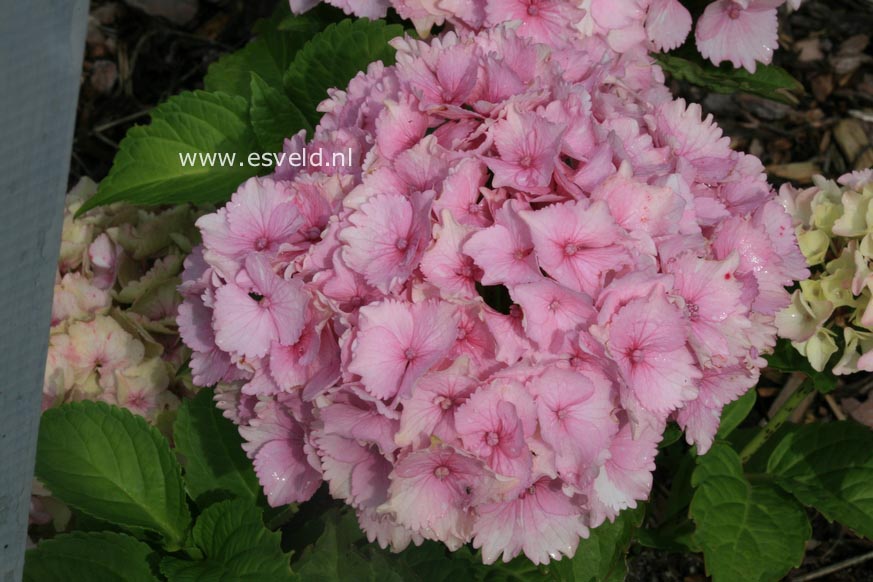 Hydrangea macrophylla 'Hortmoc' (MAGICAL OCEAN)