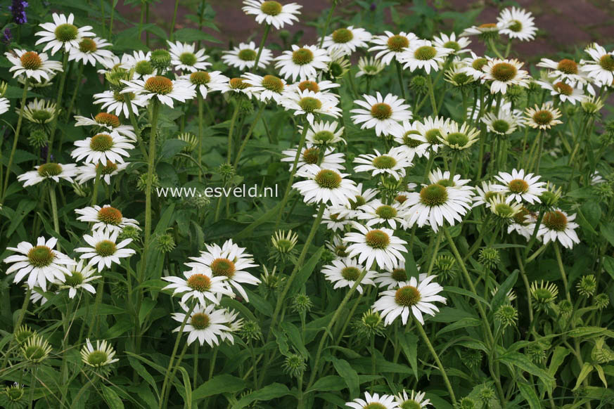 Echinacea purpurea 'Avalanche'