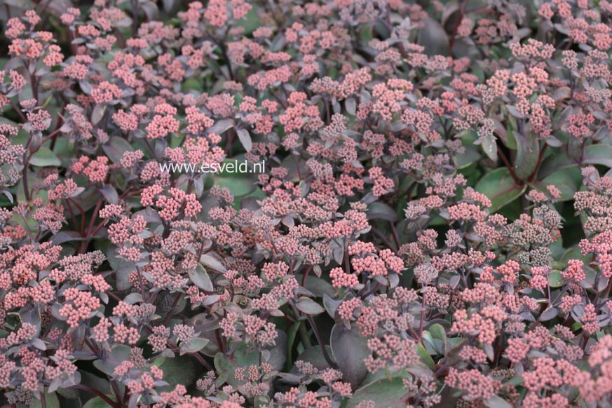 Sedum telephium 'Karfunkelstein'