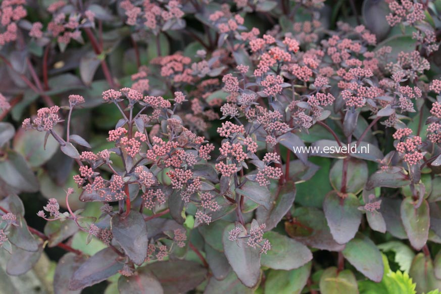 Sedum telephium 'Karfunkelstein'