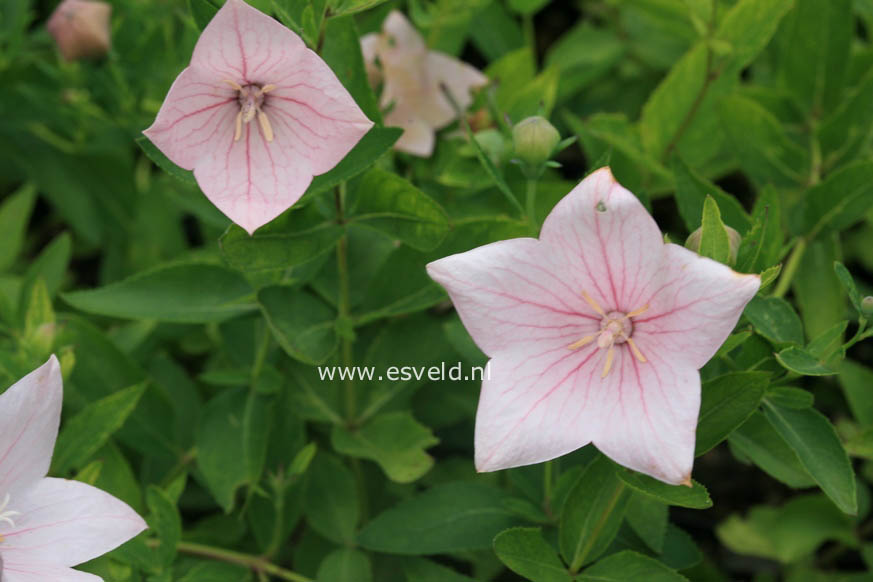 Platycodon grandiflorus 'Perlmutterschale'