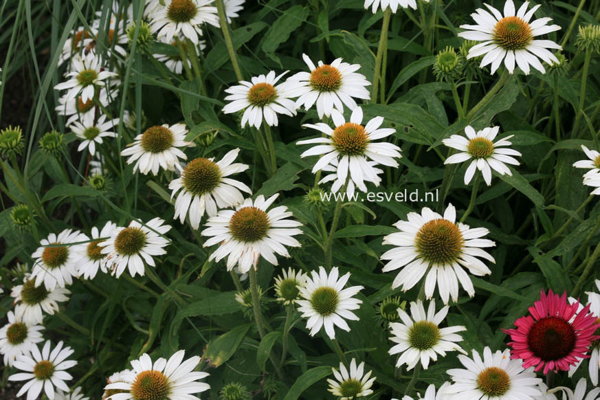 Echinacea purpurea 'Avalanche'