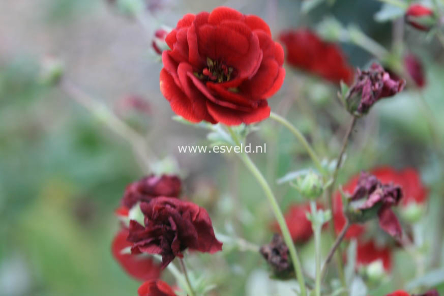 Potentilla 'Volcan'