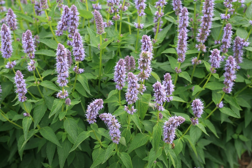 Agastache Blue Fortune