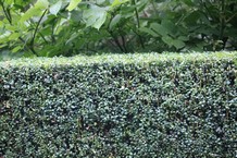 Buxus sempervirens 'Handsworthiensis'