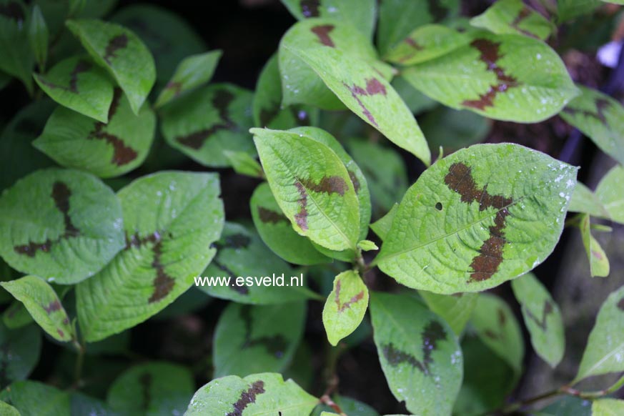 Persicaria virginiana 'Lance Corporal'