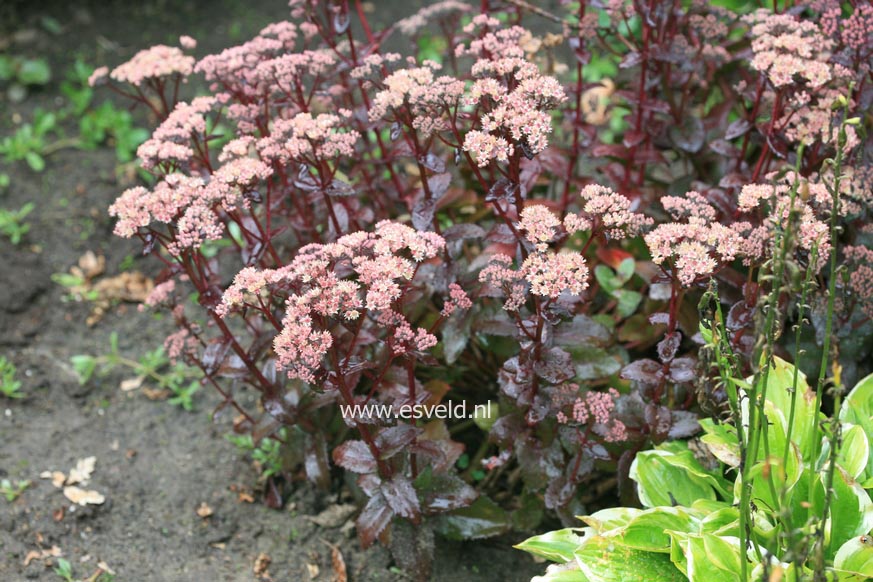 Sedum telephium 'Karfunkelstein'