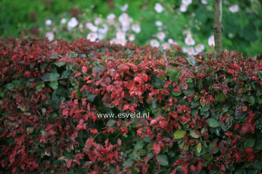 Fagus sylvatica 'Atropunicea'