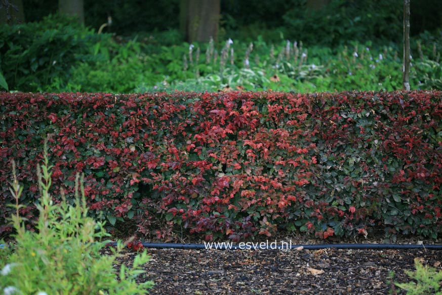 Fagus sylvatica 'Atropunicea'