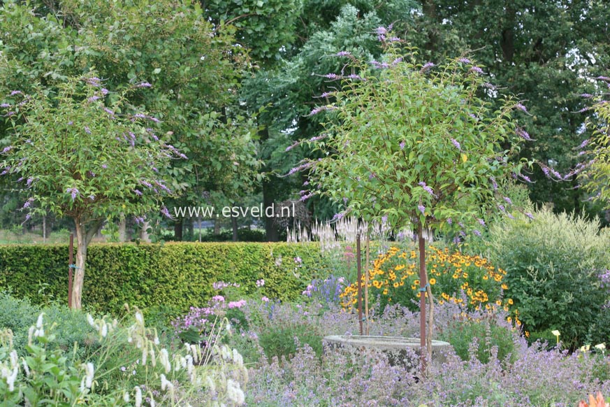 Buddleja fallowiana