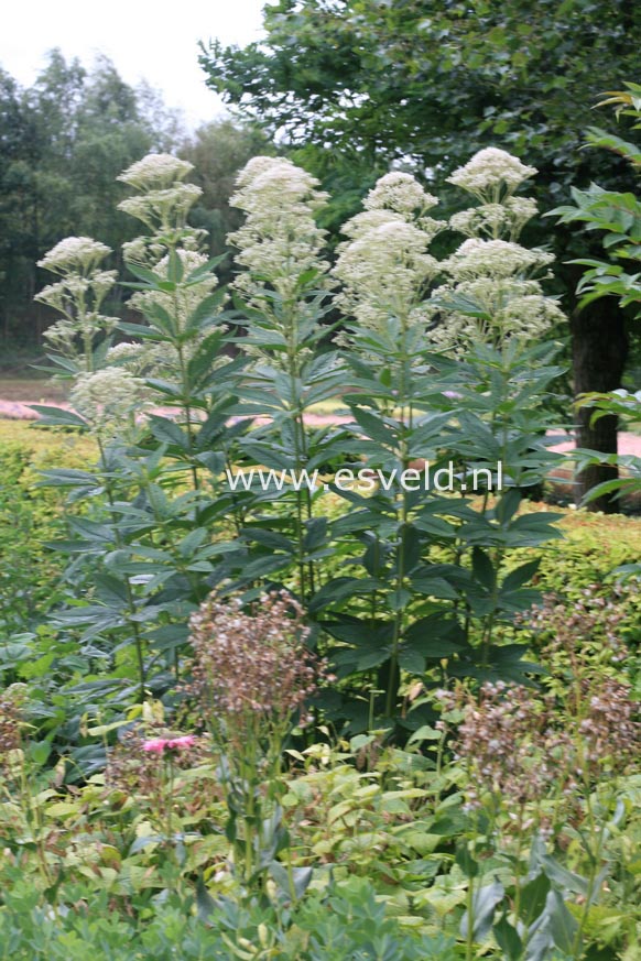 Eupatorium maculatum 'Album'