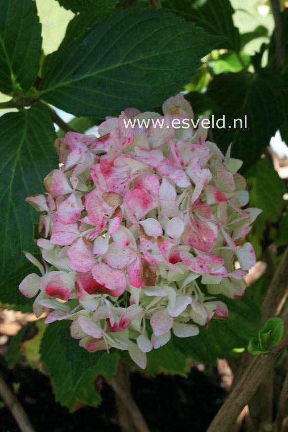 Hydrangea macrophylla 'Nymphe' ('Pax')