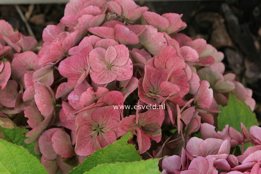 Hydrangea macrophylla 'Horo' (MAGICAL ROBIN)