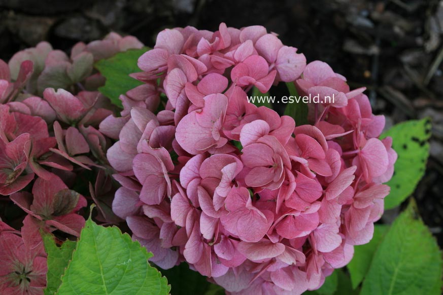 Hydrangea macrophylla 'Horo' (MAGICAL ROBIN)