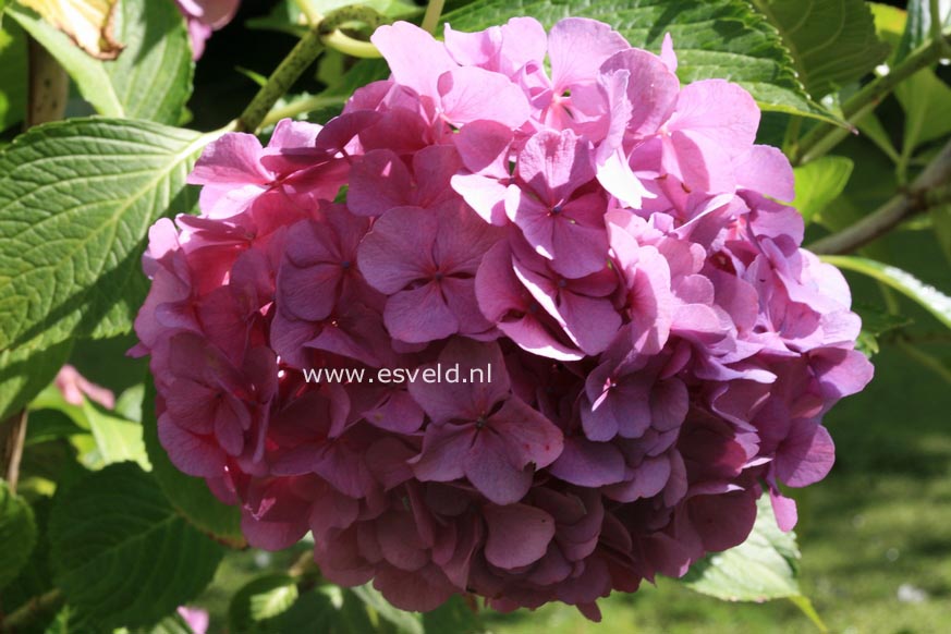 Hydrangea macrophylla 'Big Mama'