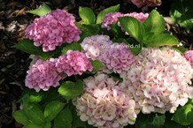 Hydrangea macrophylla 'Hokomarevo' (MAGICAL REVOLUTION)