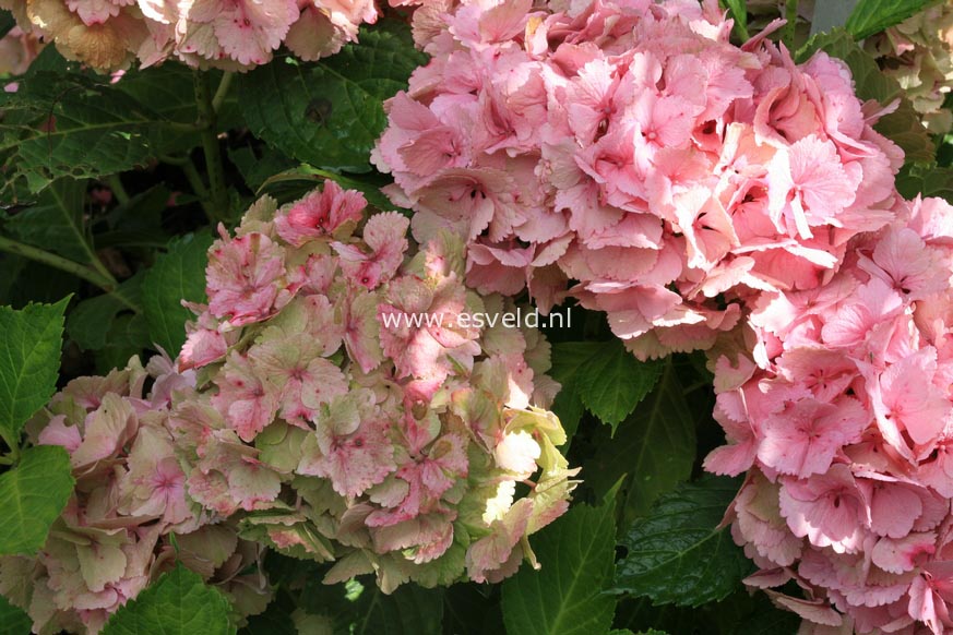 Hydrangea macrophylla 'Rambo' (MAGICAL TOPAZ)