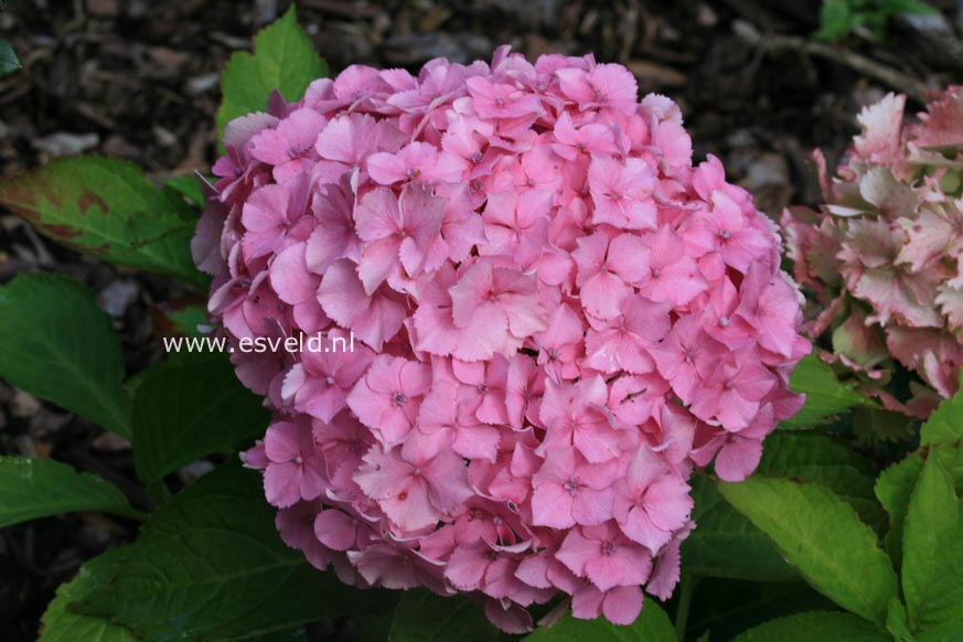 Hydrangea macrophylla 'Hortmahar' (MAGICAL HARMONY)