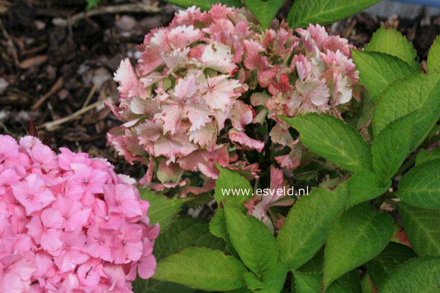 Hydrangea macrophylla 'Hortmahar' (MAGICAL HARMONY)