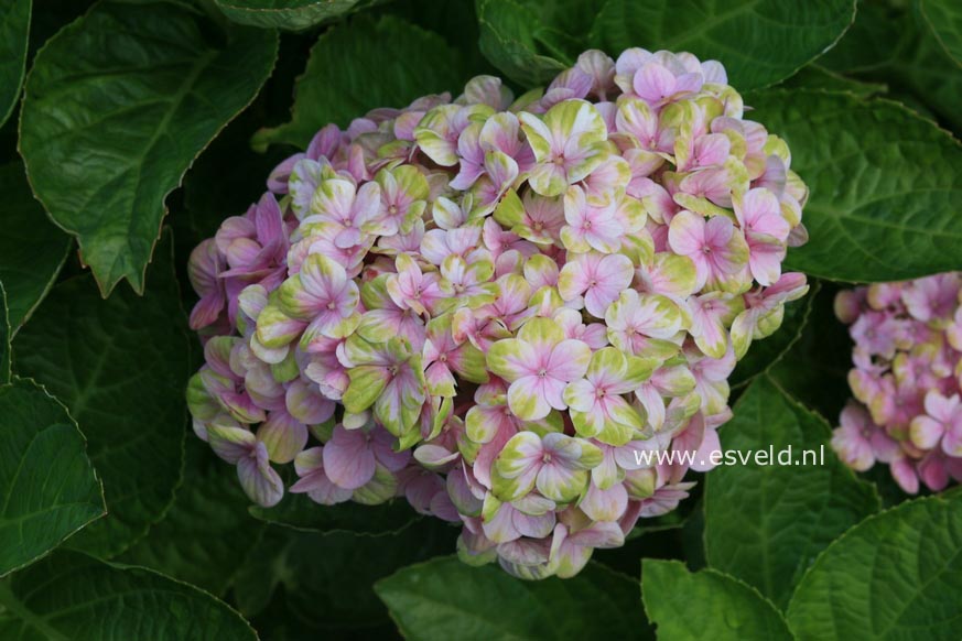 Hydrangea macrophylla 'Hokomac' (MAGICAL CORAL)