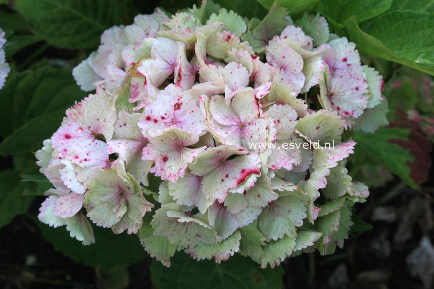 Hydrangea macrophylla 'Hortmoc' (MAGICAL OCEAN)