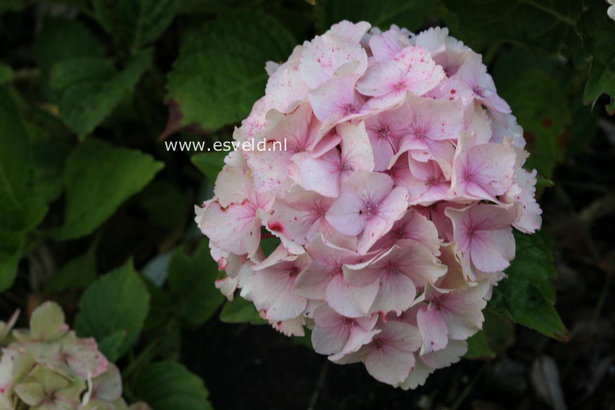 Hydrangea macrophylla 'Hortmoc' (MAGICAL OCEAN)