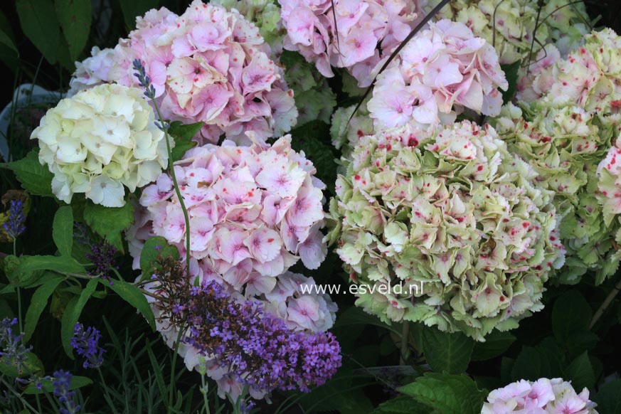 Hydrangea macrophylla 'Hortmoc' (MAGICAL OCEAN)