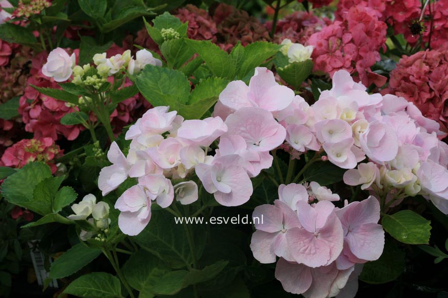 Hydrangea macrophylla 'Hobella' (HOVARIA)