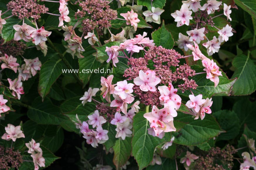 Hydrangea macrophylla 'Etoile Violette'