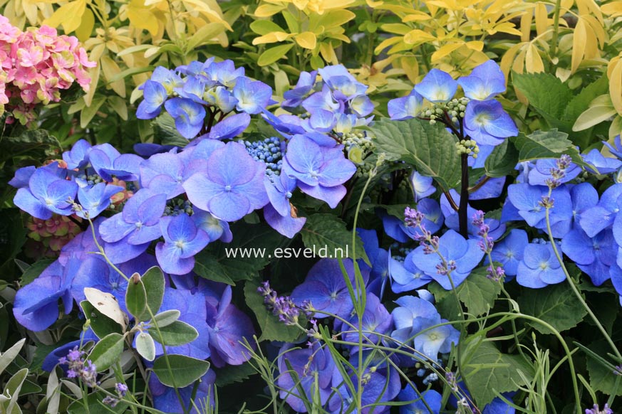 Hydrangea macrophylla 'Zorro'