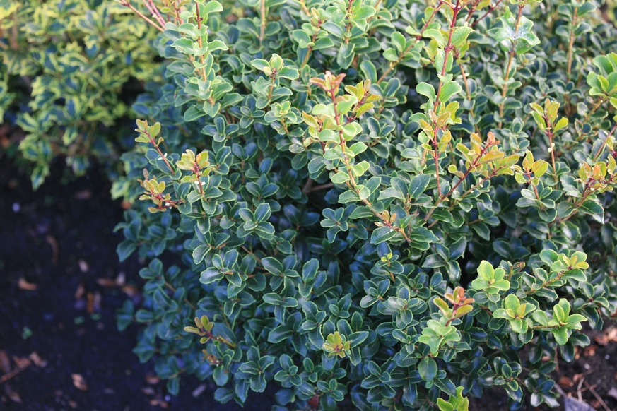 Osmanthus heterophyllus 'Rotundifolius'