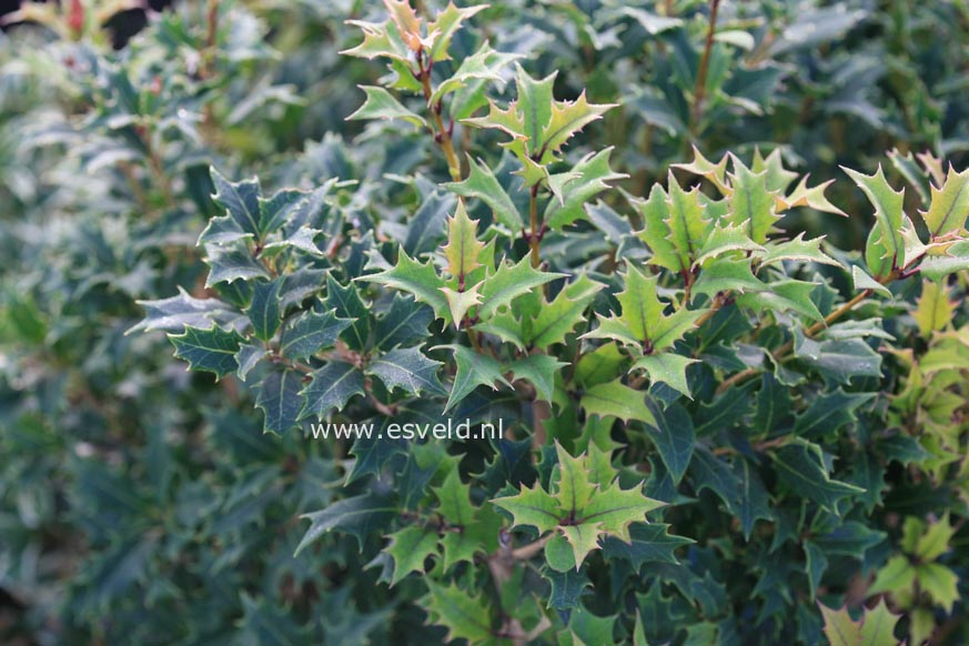 Osmanthus heterophyllus 'Gulftide'