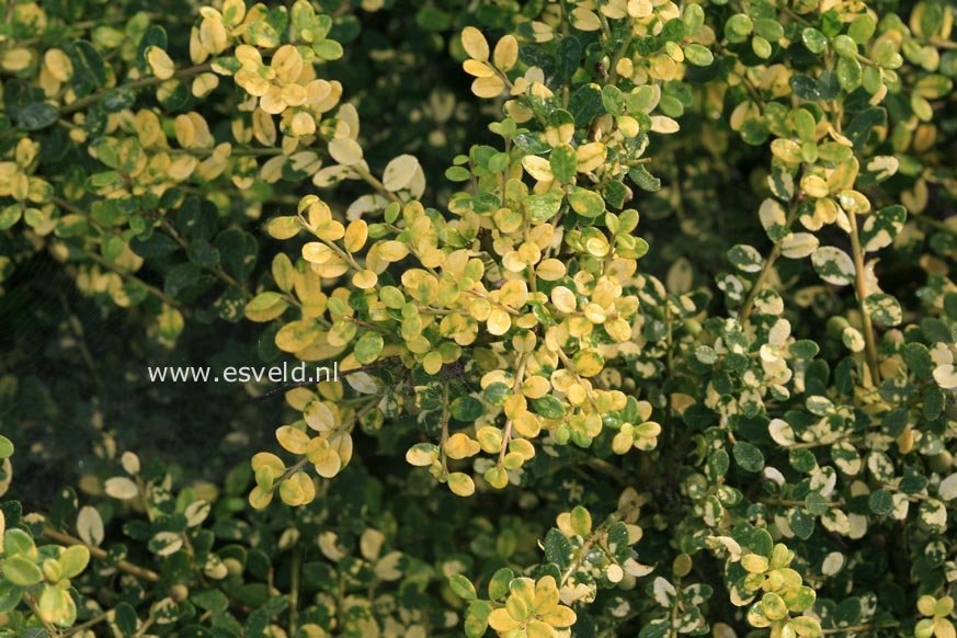 Ilex crenata 'Picas'