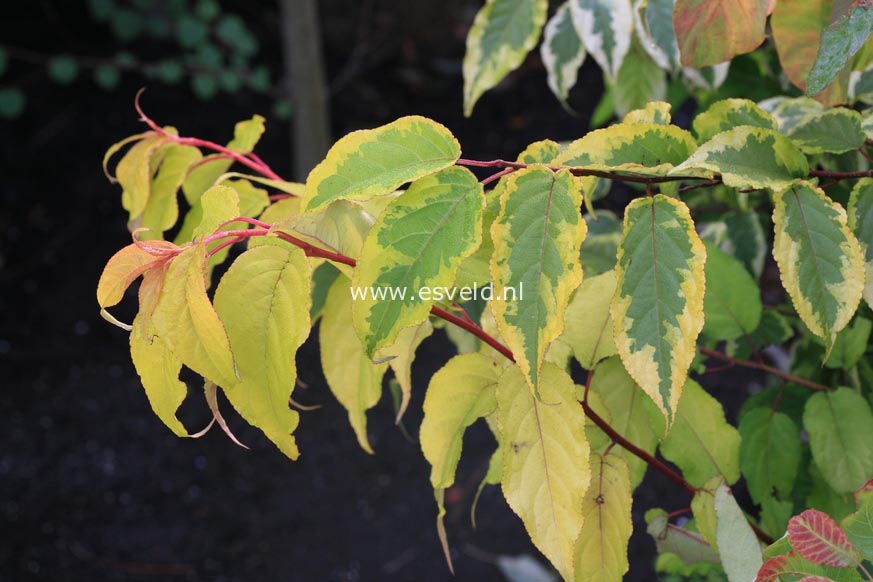 Stachyurus chinensis 'Joy Forever'