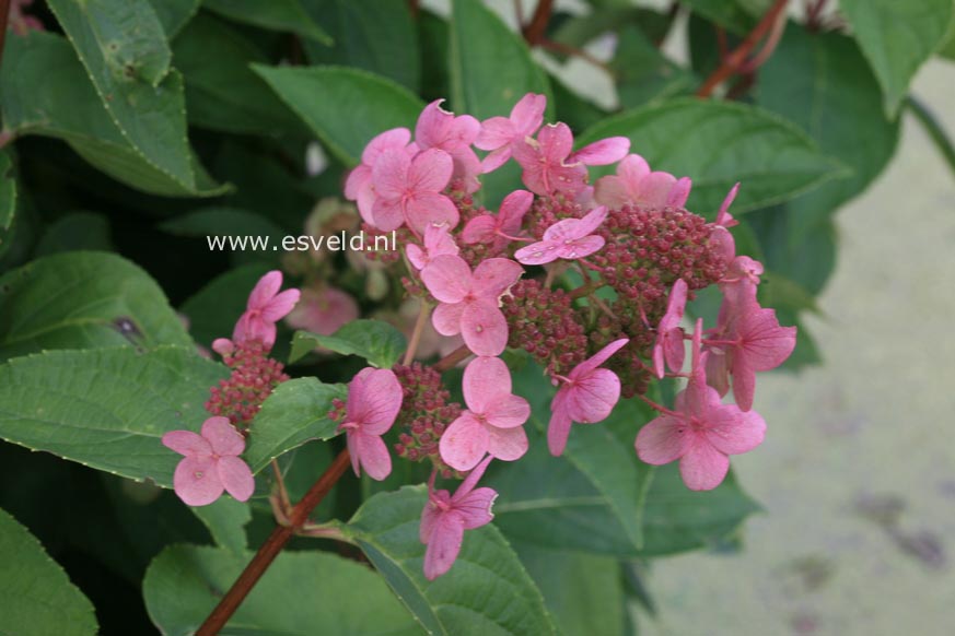 Hydrangea paniculata 'Dharuma'