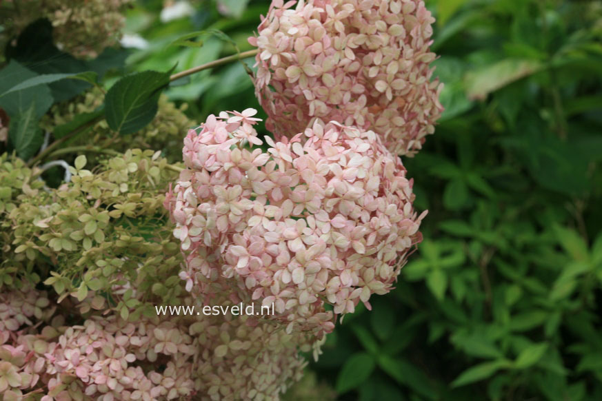 Hydrangea arborescens 'NCHA1' (INVINCIBELLE SPIRIT)