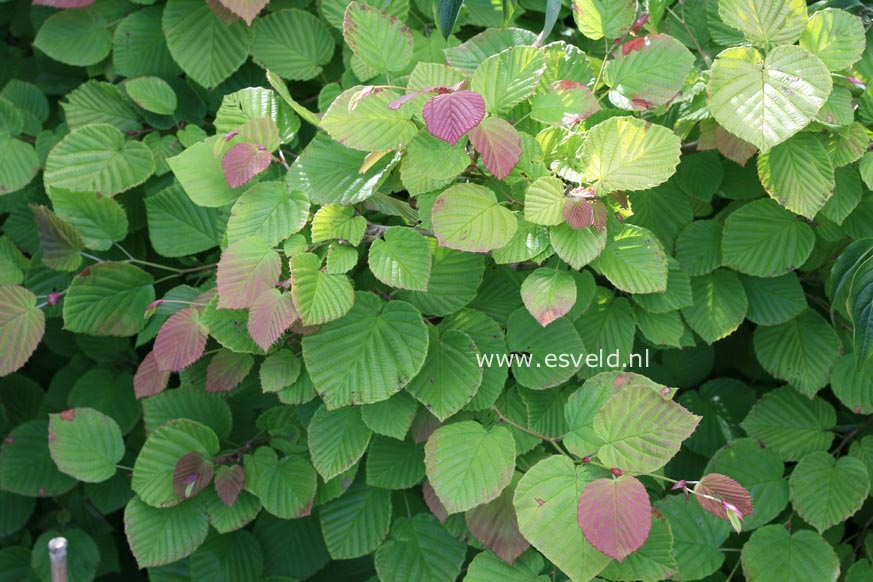 Corylopsis spicata 'Golden Spring'