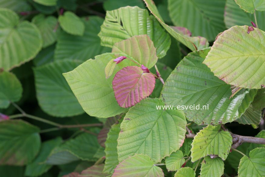 Corylopsis spicata 'Golden Spring'