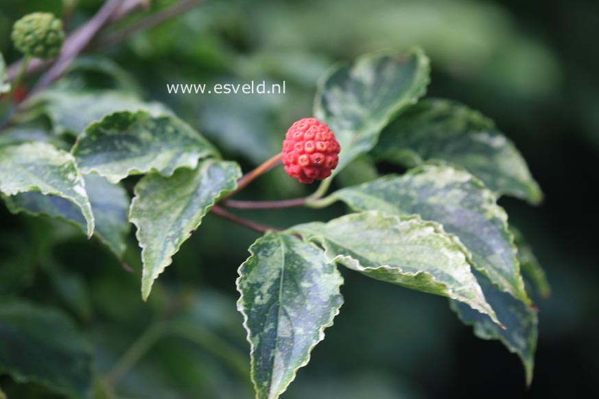 Cornus kousa 'White Dusted'