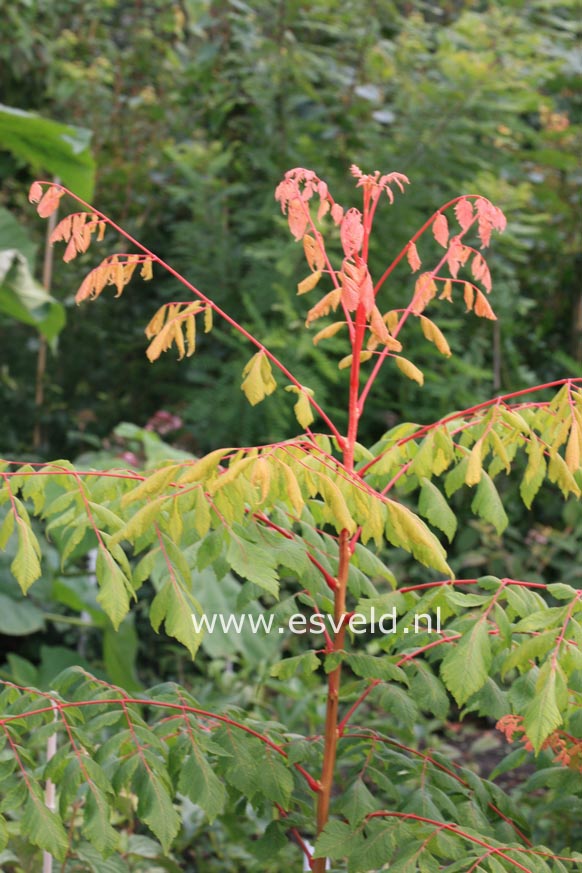 Koelreuteria paniculata 'Coral Sun'