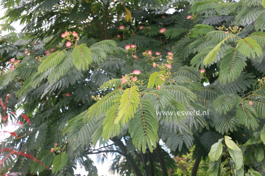 Albizia julibrissin 'Boubri' (OMBRELLA)