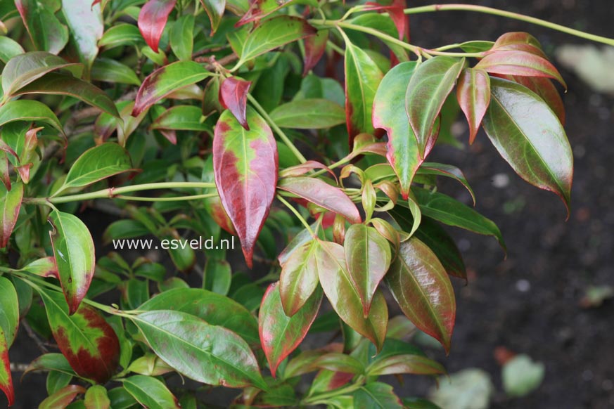 Cornus hongkongensis